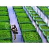 中国有机农业网养殖业