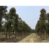 四川苗木基地