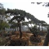 迎客松批发