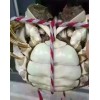 江苏兴化大闸蟹价格