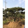 大型古松基地