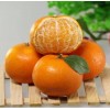 新鲜无核沃柑供应商