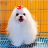 上海逗顽宠物宠物美容诊所专注于专业宠物诊所市场需求