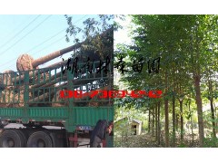 8公分乐昌含笑价格,9公分10公分12公分乐昌含笑价格图3
