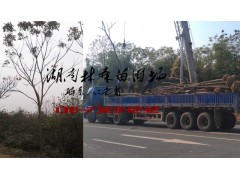 18-20公分栾树价格,15公分栾树价格,常德栾树报价图3