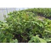莲雾种植基地|优良莲雾苗大量批发