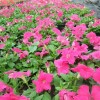 北京各类草花-哪里能买到口碑好的花卉