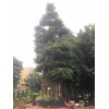北京小叶榕绿化树供应-销量好的小叶榕绿化树出售