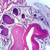 生物切片厂家直销-红树林教学仪器提供实用的生物切片