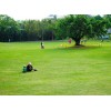 银川草坪供应宁夏品种好的银川草坪