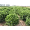 黄楼冬青-想要优惠的冬青就来三仁花卉