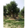 大规格丛生国槐_供应山东有品质的大型国槐