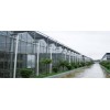 河北纹洛式温室大棚-纹洛式温室大棚建造厂家
