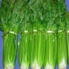 蔬菜配送公司-选专业的蔬菜配送服务就找绿来福农副产品