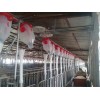 猪自动喂料系统_质量好的自动喂料系统供应