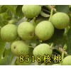 优良核桃苗批发价格_青岛核桃苗基地哪家好