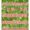 揭东红秋葵价格划算的金秋葵要到哪里买
