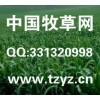 牧草种子，买牧草种子选哪家好