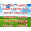养鱼适合种那些牧草养鱼建议紫花苜蓿健宝黑麦草等