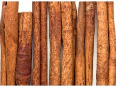 供应广西肉桂苗和玉桂树苗价格图2