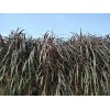 成都诗画园林有限公司_优良四川水生植物供应商，四川水生植物产