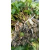 四川优良水生植物批发|好管理的水生植物供应
