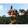 甜橘-东江湖蜜桔上哪买好