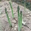 专业供应优良芦笋种子_芦笋种子哪家好