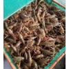 合格的小龙虾幼苗价格倾情推荐，云阳批售小龙虾幼苗价格