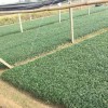 玉龙草厂商代理-供应湖南成活率高的玉龙草