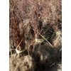 优良北五味子苗大量批发|北五味子苗种植基地