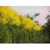 红枝金叶丝棉木价格，北镇市天瀛苗木专业供应红枝金叶丝绵木