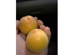 陕西金太阳杏价格，金太阳杏价格。图3
