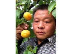 金太阳杏，陕西金太阳杏，金太阳杏价格，陕西金太阳杏价格。图3