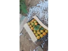 凯特杏价格，陕西凯特杏批发价格，大荔县凯特杏基地合作社图2