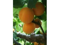 凯特杏价格，陕西凯特杏批发价格，大荔县凯特杏基地合作社图3