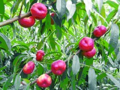 上市最早的油蟠桃来自陕西渭南市大荔县温室大棚油蟠桃价格图2