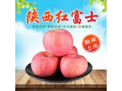 冷库膜袋红富士苹果70以上不封顶批发价格1.2陕西红富士苹果图3
