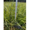 哪里有供应金叶石菖蒲|汉阳漳州绿化苗木金叶石菖蒲厂家