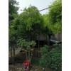 哪里能买到黄金槐苗木，淮安黄金槐苗木基地