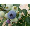 阜新新鲜蓝莓-价格合理的新鲜蓝莓供应