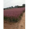 粉黛乱子草报价【粉黛乱子草种植基地@卉源】粉黛乱子草批发