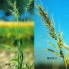 饲用甜菜种子哪里有-银川靠谱的饲用甜菜种子批发供应商