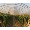 火龙果种植大棚报价_火龙果种植大棚建造费用
