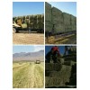 西藏燕麦种子厂家-购买燕麦种子优选西藏春凯生态农牧开发
