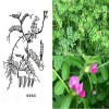 内蒙绿肥种子厂商批发箭舌豌豆种子公司