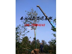 乐昌含笑8公分-9公分乐昌含笑价格,精品乐昌含笑最低价格图2
