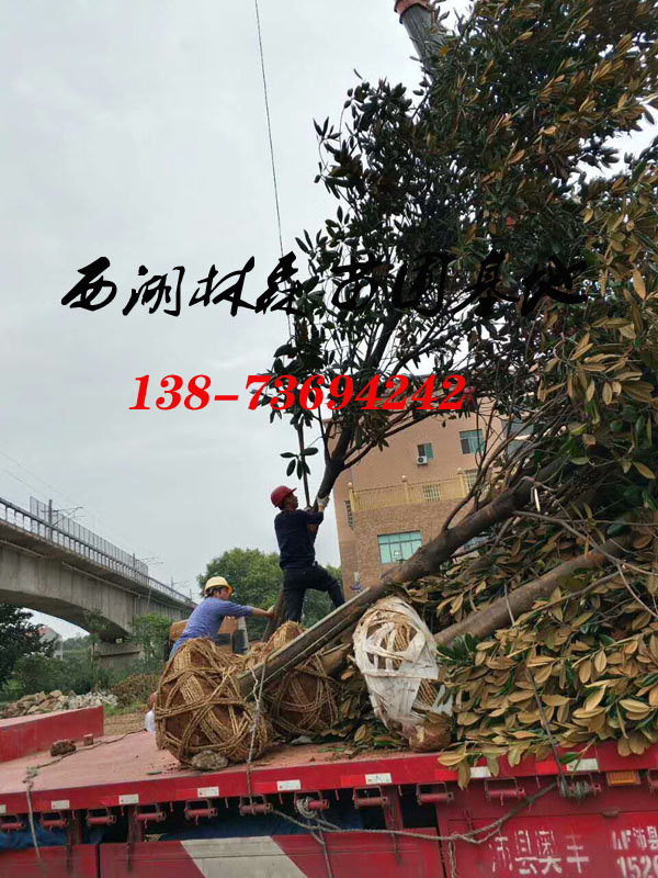 广玉兰25