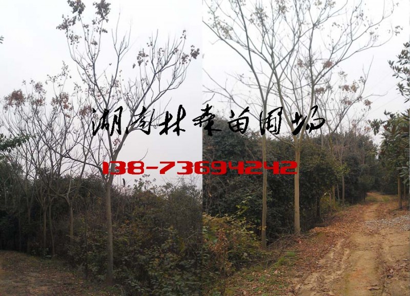 8-15公分栾树