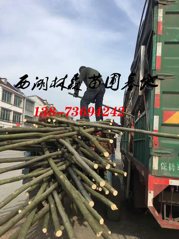 栾树27